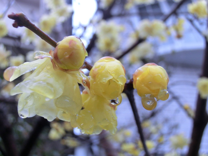 12.02.08 紅白梅　開花こころまち !!_e0240573_17153872.jpg