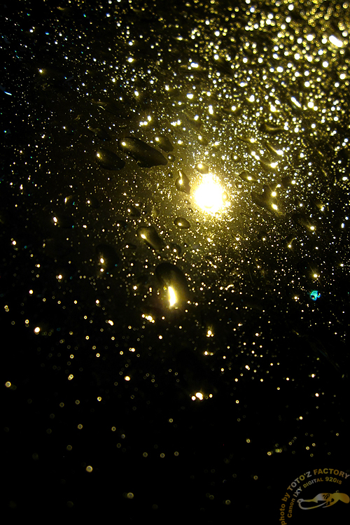 Rain of Gold_a0034287_1245615.jpg