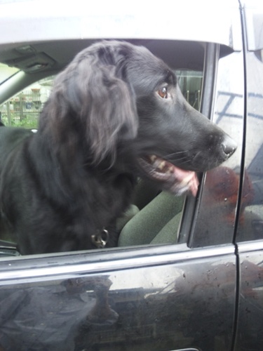 Genki\'s 2世 _f0176499_1542058.jpg