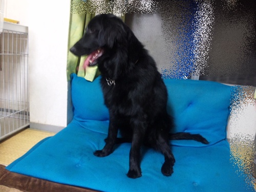 Genki\'s 2世 _f0176499_282325.jpg