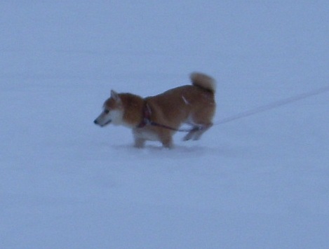 白馬で雪山訓練_f0004309_2149994.jpg