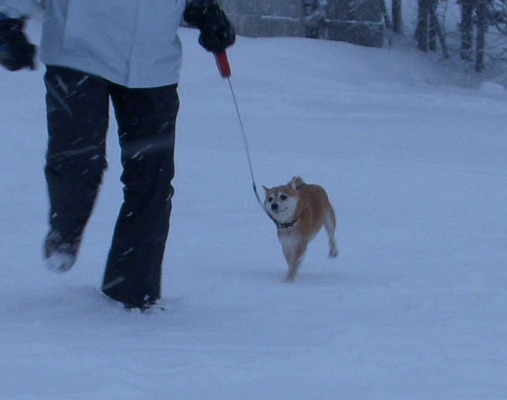 白馬で雪山訓練_f0004309_2150476.jpg