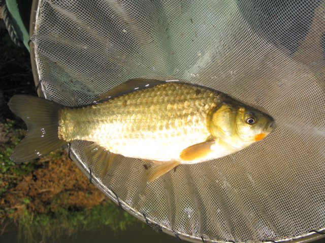 福ダルマ2011　当才池上げ2日目　第1弾_f0214235_169787.jpg