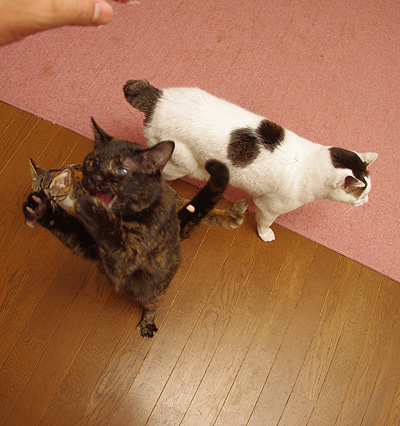 ウルトラひじき_a0028451_13153594.jpg