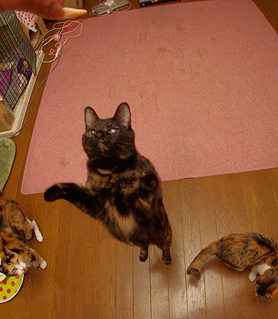 ウルトラひじき_a0028451_13212312.jpg