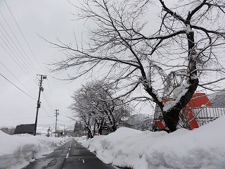 天気予報が当たり雪が降っています_a0084753_1536494.jpg