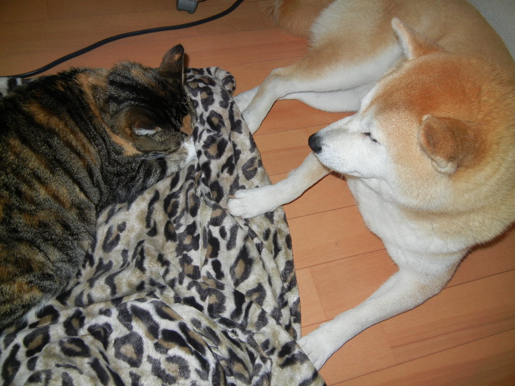 2012年2月8日(水)ブログと趣味とお散歩と!_f0060461_16364881.jpg