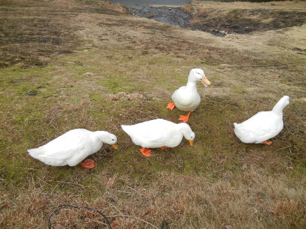 2012年2月8日(水)ブログと趣味とお散歩と!_f0060461_1641837.jpg