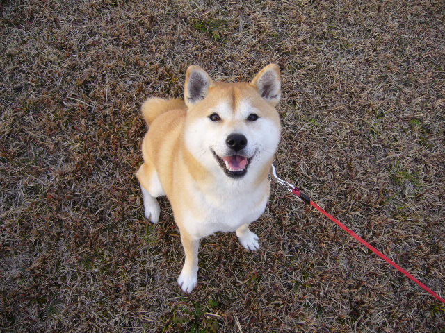 2012年2月8日(水)ブログと趣味とお散歩と!_f0060461_17111480.jpg