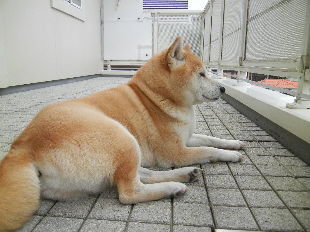 2012年2月8日(水)ブログと趣味とお散歩と!_f0060461_1735118.jpg