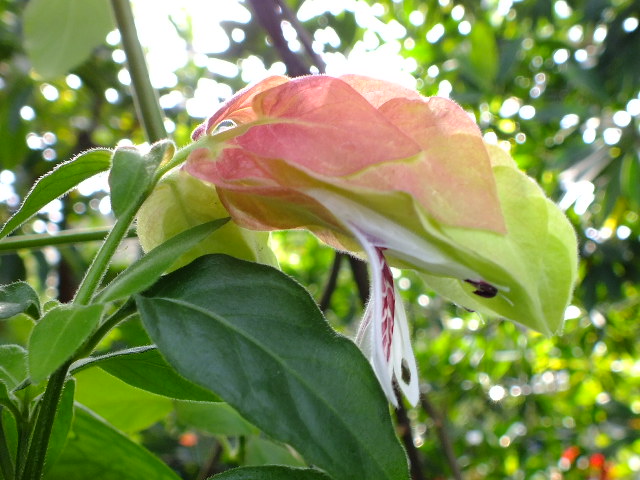 e0145782_18202191.jpg