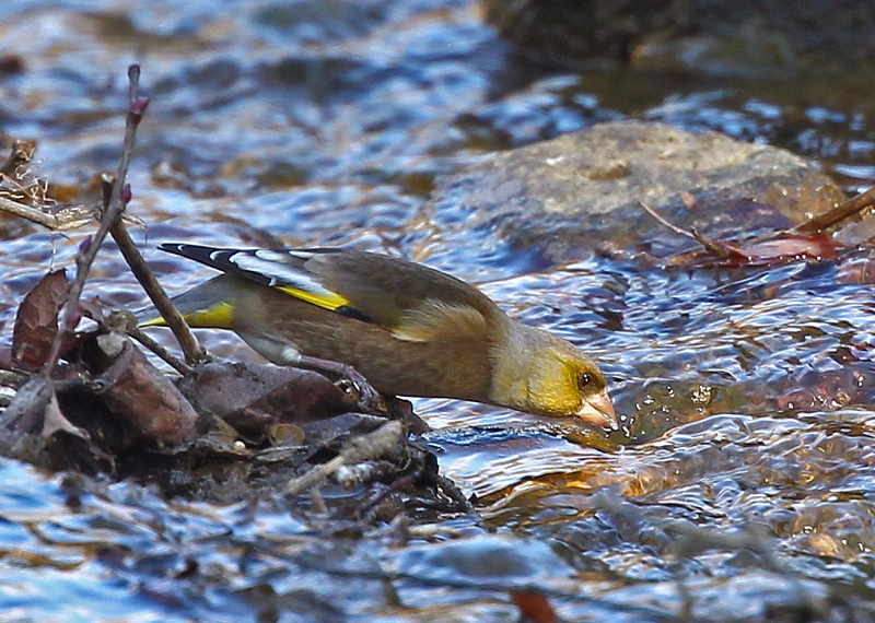 水飲み・水浴びシーン「カワラヒワ」♪_d0195897_146389.jpg