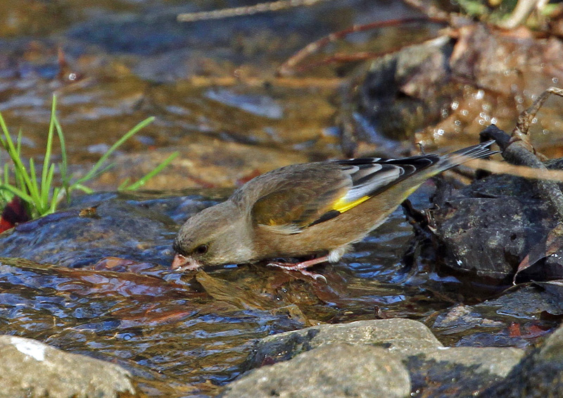 水飲み・水浴びシーン「カワラヒワ」♪_d0195897_1492558.jpg