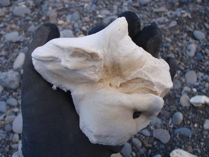 満月に吠えろ 今日も渚で日が暮れて