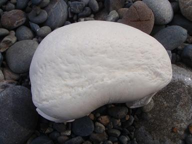 満月に吠えろ 今日も渚で日が暮れて