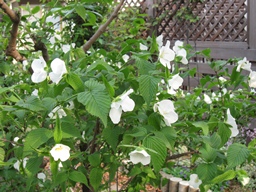 c0117898_2142695.jpg