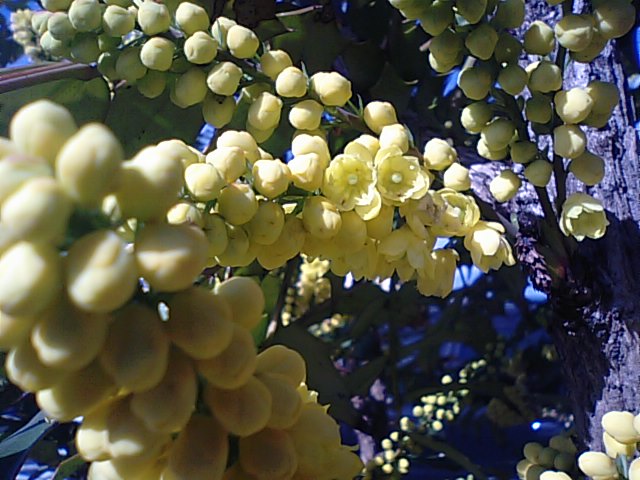 柊（ひいらぎ）ナンテンの黄色い花…2015/2/26_f0231709_66180.jpg