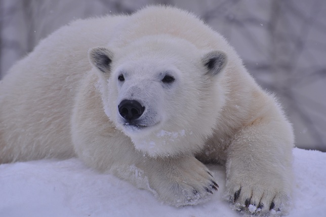 ノルウェーの極地動物園、ララの子供たちの入手を狙い円山動物園と接触か？　～　報道内容の真偽を検証する_a0151913_17423567.jpg