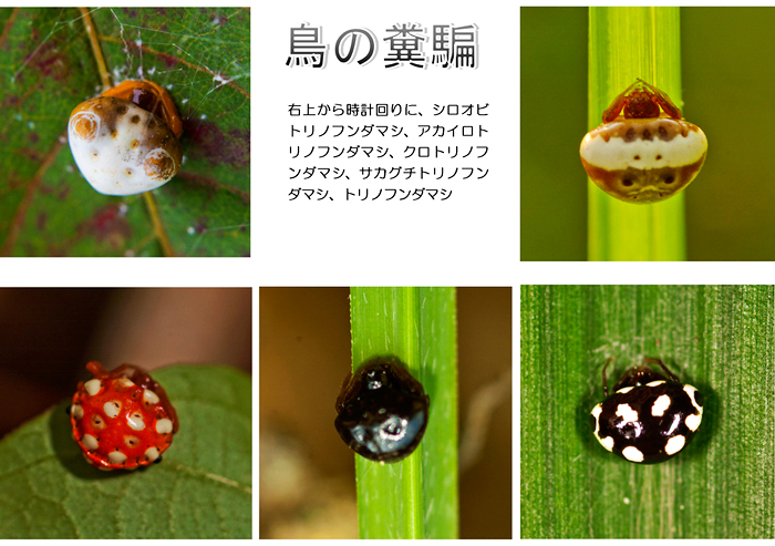 トリノフンダマシ Colocasia S Photo World