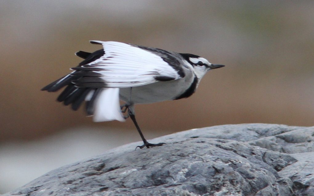 水鳥・水辺の鳥 on Parade! (その7)_c0172139_2223397.jpg