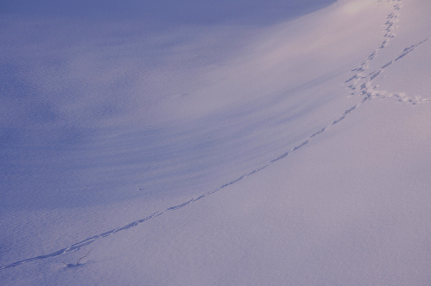 雪原のキャンバス_f0152939_4411975.jpg