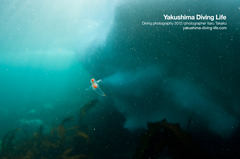 日本の海を巡る旅・北海道・知床編_b0186442_1416430.jpg