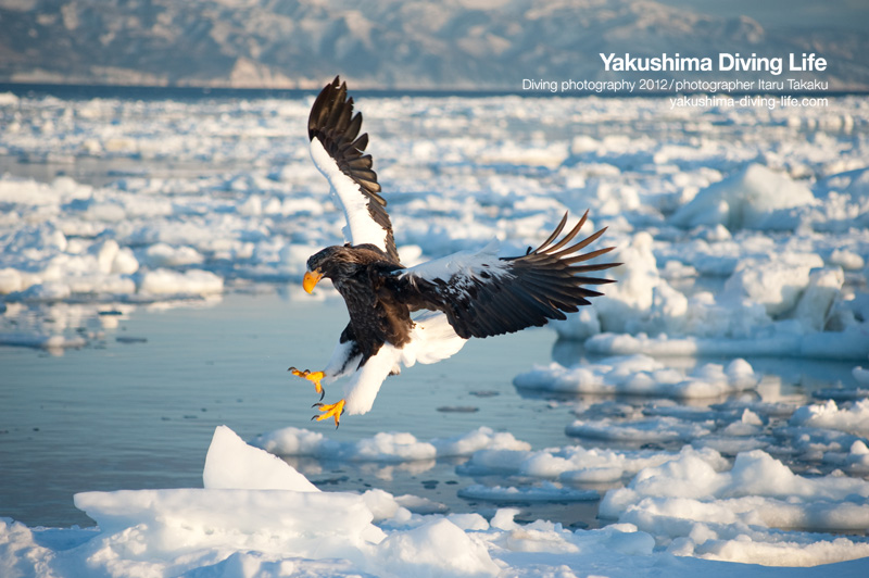 日本の海を巡る旅・北海道・知床編_b0186442_14194765.jpg