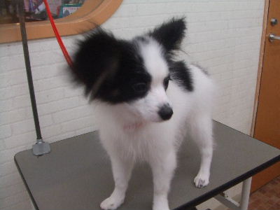 仔犬チーム_d0080269_14244284.jpg