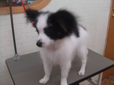 仔犬チーム_d0080269_14245930.jpg