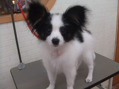 仔犬チーム_d0080269_14252011.jpg