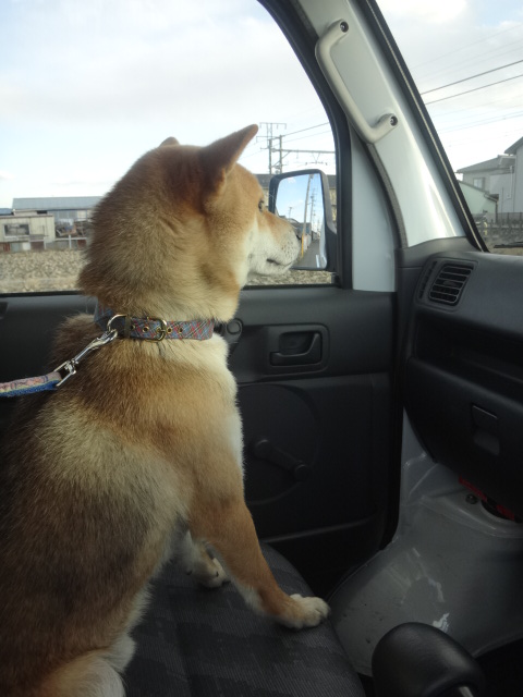 軽トラと柴犬 マシュマロのかたち 軽トラと柴犬 マシュマロのかたち
