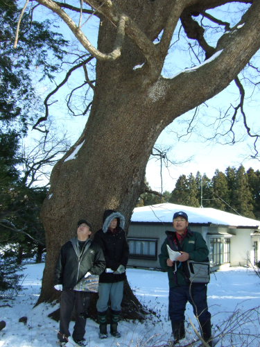 階上町の巨木　国内最大級のアサダ　   _c0195281_20554029.jpg