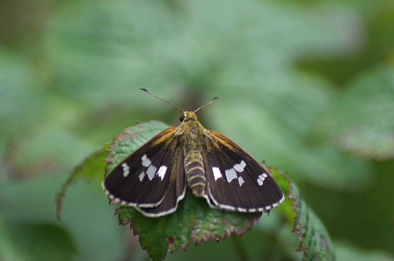 ちょっと気になる写真(2)(クモガタヒョウモン:2011/8/1)_f0031682_934683.jpg