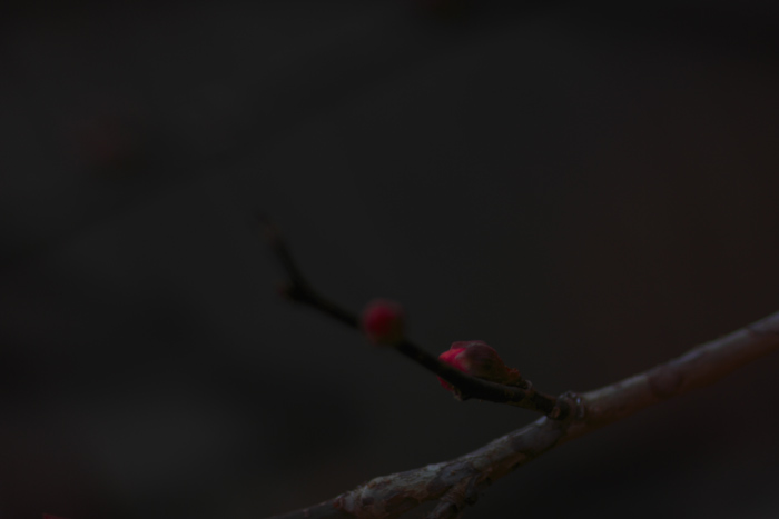 c0059485_18361272.jpg