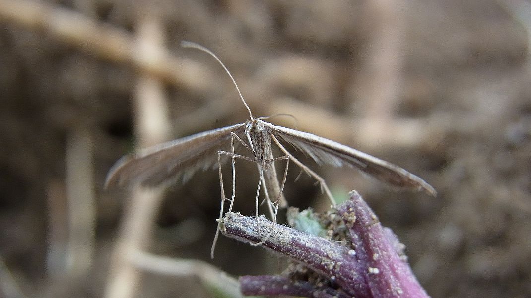 a0152692_17505671.jpg