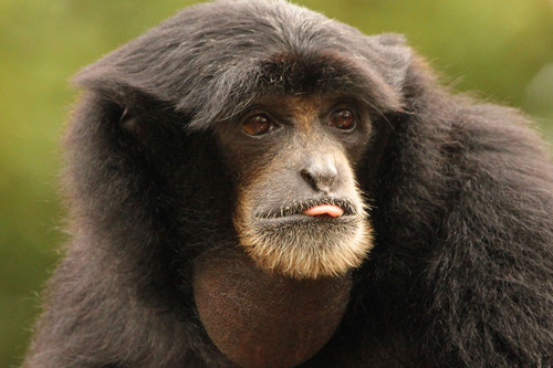 フクロテナガザル：Siamang_b0249597_5243578.jpg