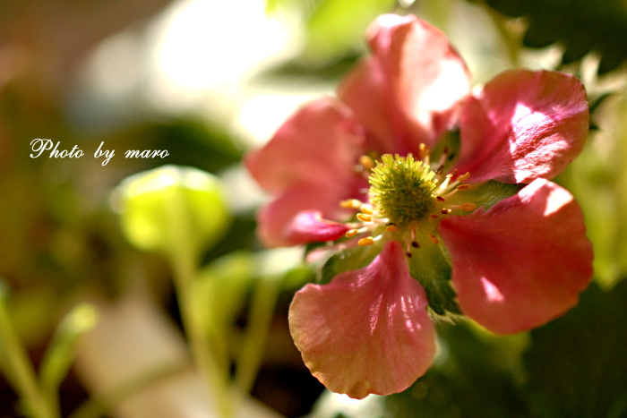 ピンクのお花のイチゴちゃん と 薔薇とエキナセアのペットボトルカバー♪♪_e0160417_11192441.jpg