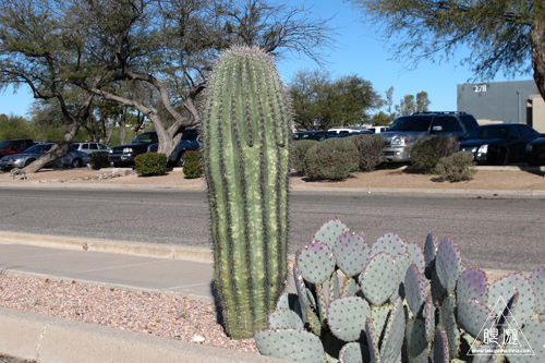 218 Tucson ~Lesser Goldfinchのナイスショット~_c0211532_2112444.jpg