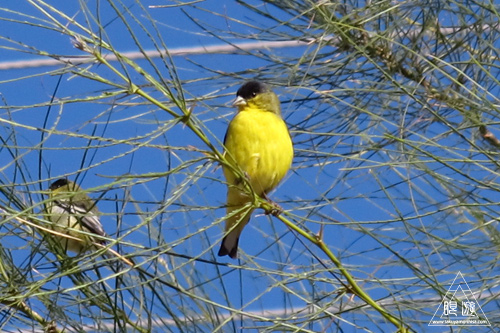 218 Tucson ~Lesser Goldfinchのナイスショット~_c0211532_2131571.jpg