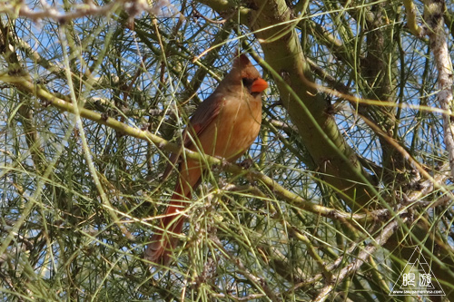 218 Tucson ~Lesser Goldfinchのナイスショット~_c0211532_2155510.jpg