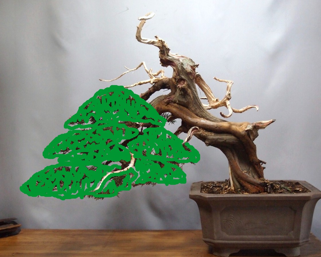 真柏 半懸崖 : 雨宮園 ~盆栽・山野草・陶芸~ 趣味が仕事でも・・・ 真柏 半懸崖 : 雨宮園 ~盆栽・山野草・陶芸~ 趣味が仕事でも・・・
