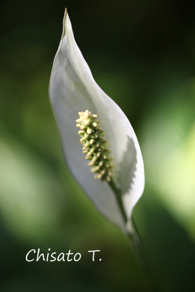 神代植物園へ・・・_c0163751_2392494.jpg