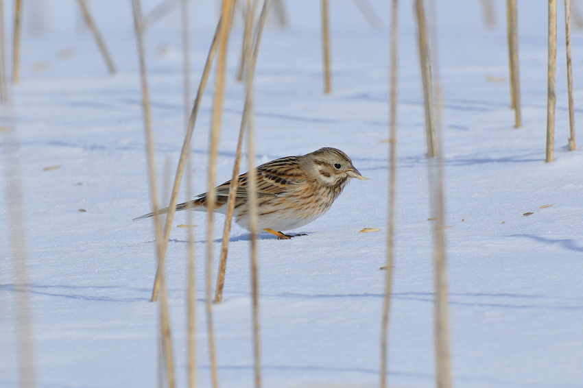 シラガホオジロ（Pine Bunting）〜2012.02根室_b0148352_18402576.jpg