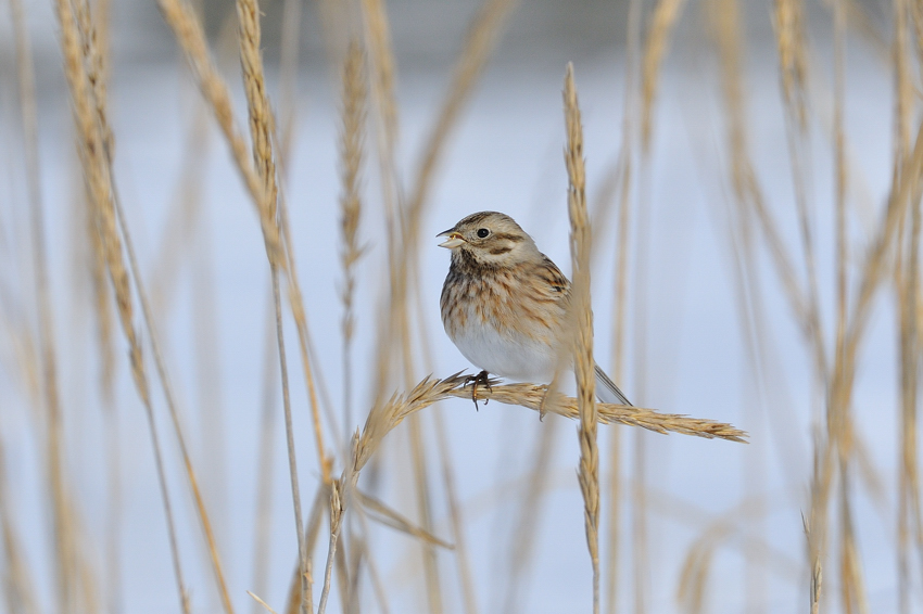 シラガホオジロ（Pine Bunting）〜2012.02根室_b0148352_18403452.jpg