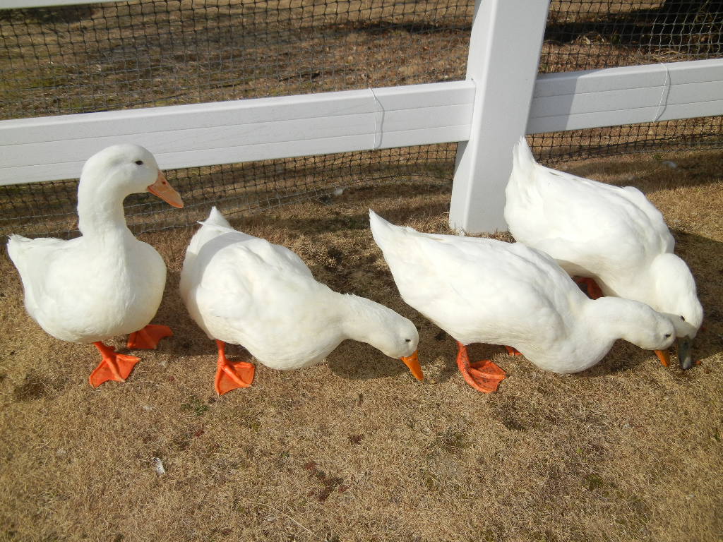 2012年2月10日(金)いろんなお知らせ!_f0060461_1364753.jpg