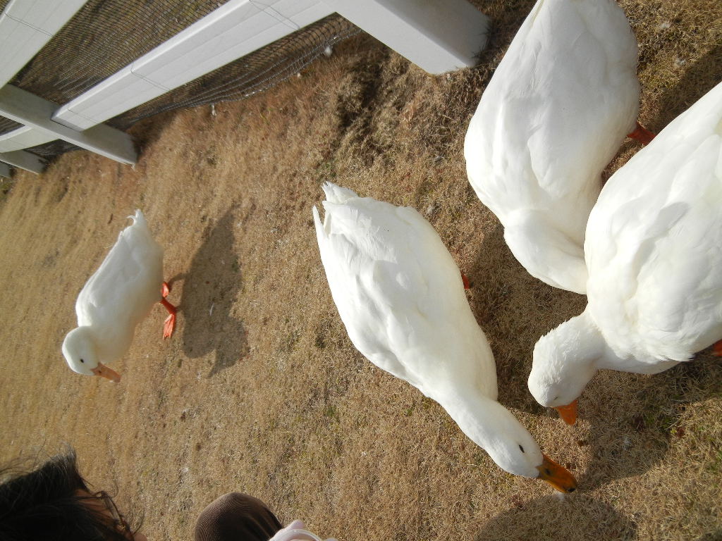 2012年2月10日(金)いろんなお知らせ!_f0060461_1393477.jpg