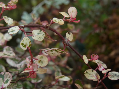 b0194267_20422445.jpg