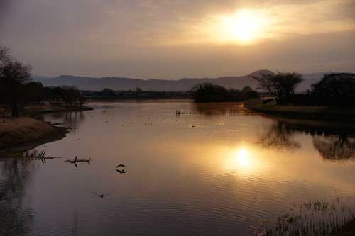 江津湖の朝　　　　　H24.02.10　　曇り_b0038868_12431547.jpg