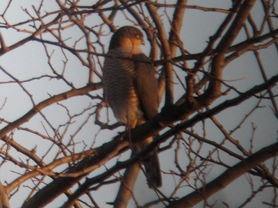 ★先週末の鳥類園(2012.2.4~5)_e0046474_1364342.jpg