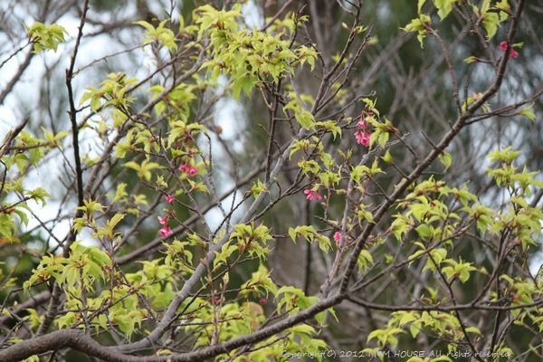 天ぷら盛り合わせ　☆　桜便り３　　悲しきソメイヨシノ♪_c0139375_157397.jpg